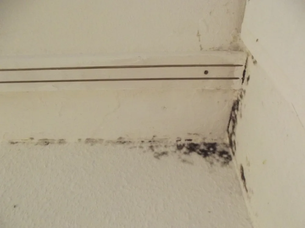 Technician in protective gear removing a mold-damaged wall in a Township Of Washington home